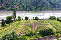 Vineyards by the Rhine