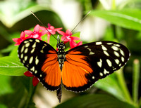 UF Butterfly Museum