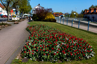 Tulips around the city